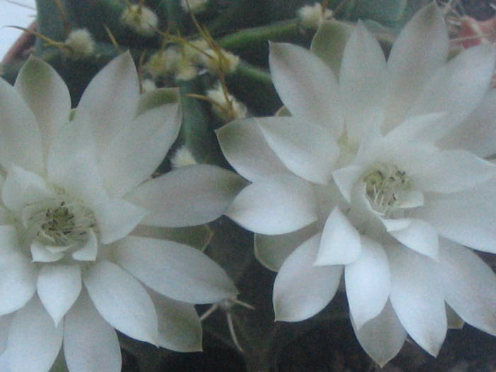 Gymnocalycium mihanovichii - Iunie 2009