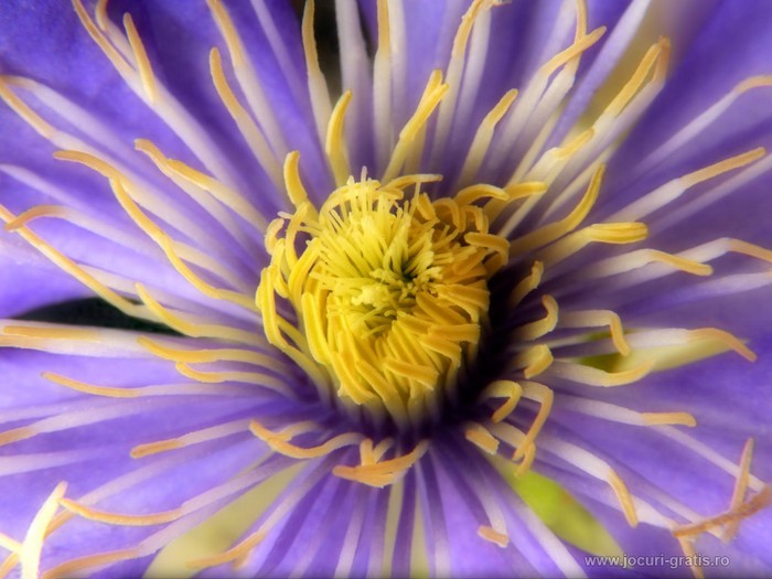 blue-flower_1024x768 - flori- gradini