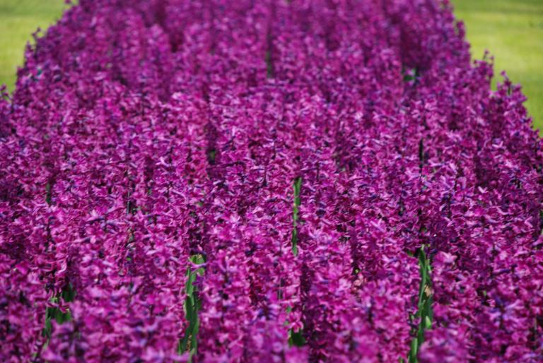 Afbeelding 628 - Keukenhof 2008