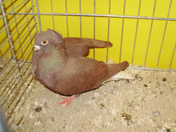 13411a hamburger sticken 1 - 1505 partea 6