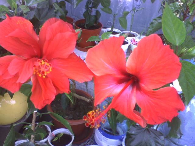 IMG_0554; hibi rosu simplu si rosu semidublu
