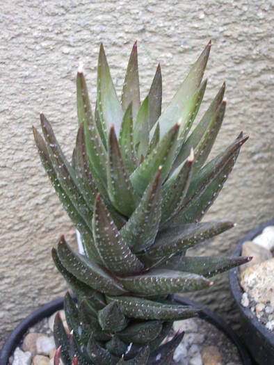  - Haworthia - Gasteria