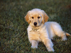 PUP08RK025206 - poze catei
