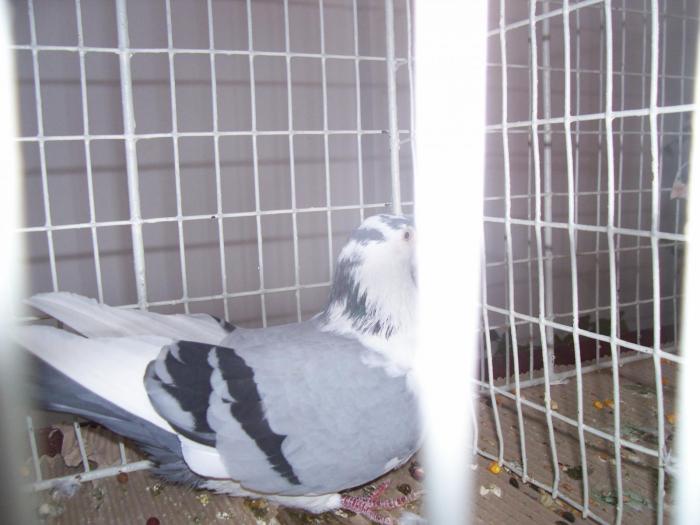 100_5720 - EXPO  Bistrita 2008