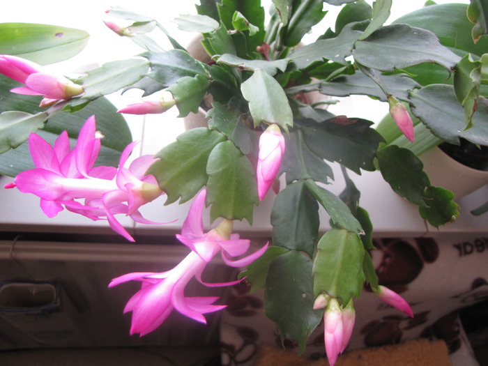 Schlumbergera 25 oct 2009 (1) - schlumbergera si rhipsi