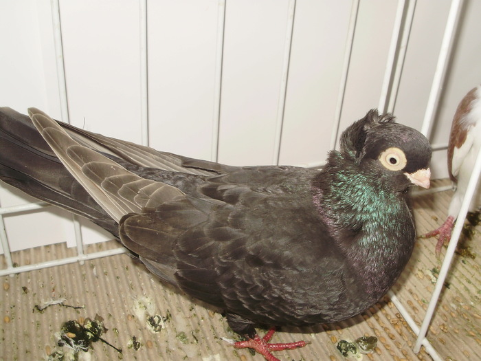 braila 1 - 1509 rom juc 1