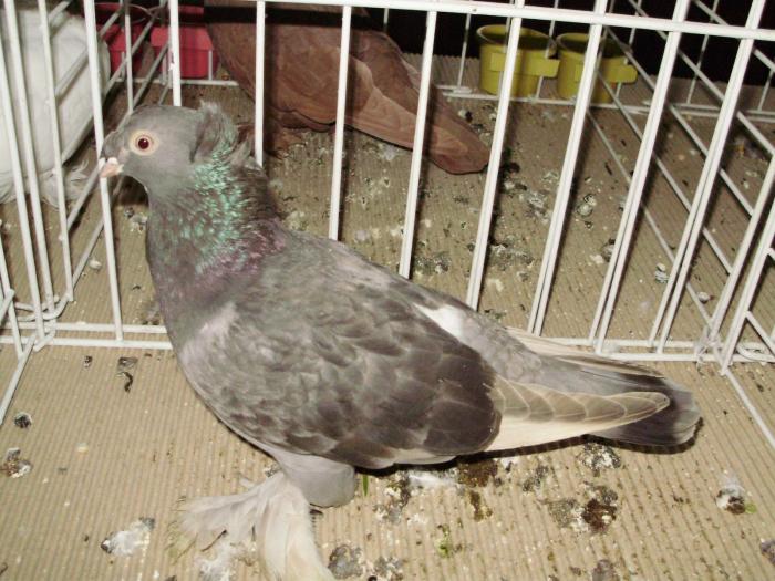 botos 6 - 1506 1 porumbei rj