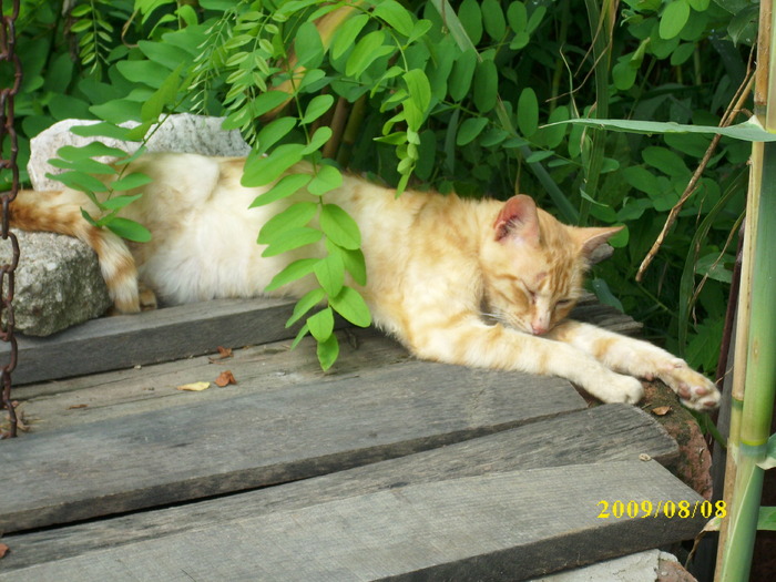 DSCI0706 - pisici si catelusa Boggy