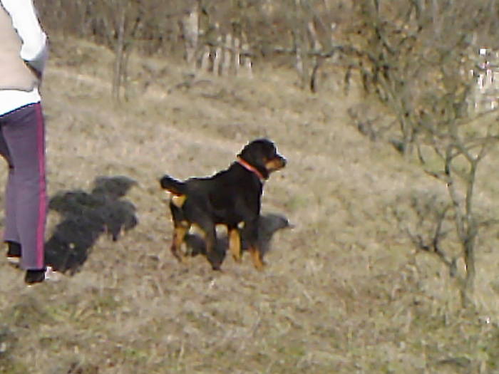 Fotografii-0009 - ROTTWEILER - BELLA