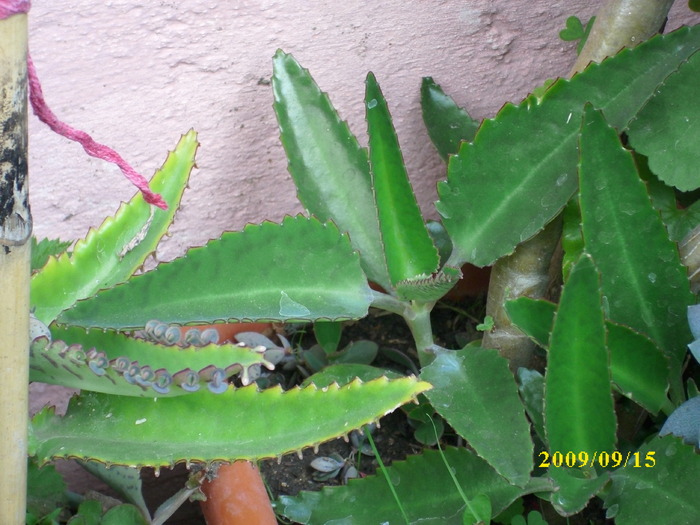 DSCI1209 - plante suculente-cactusi