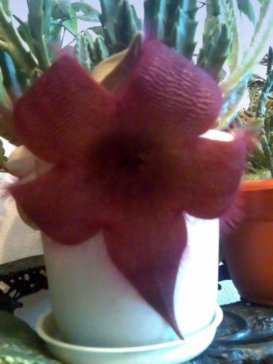 Stapelia grandiflora 3 - flori