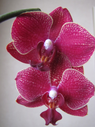 Orhidee 16 dec 2009 (2) - orhidee
