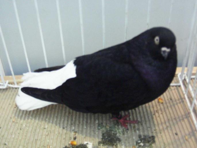 negru ca 5 - 1502 partea 3