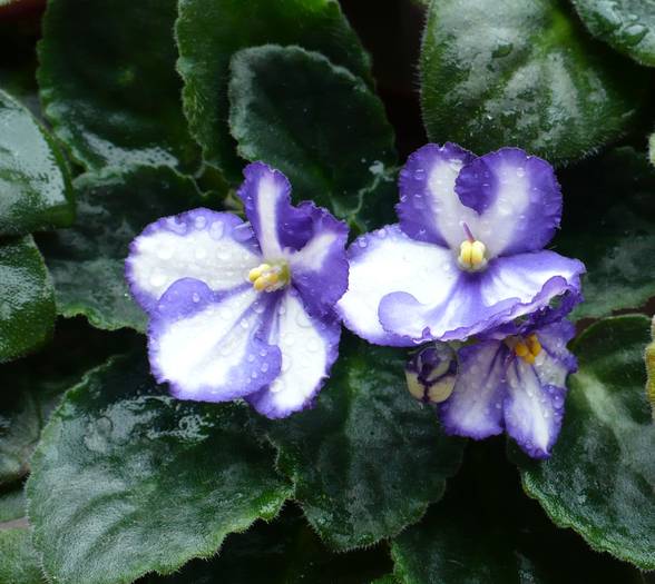 P1130631 - Saintpaulia - violete de camera