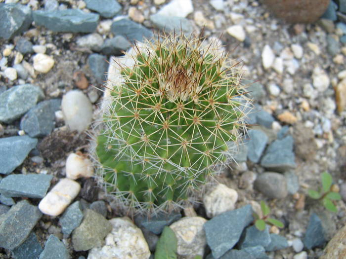 IMG_8134 - Cactusi la mosie 17 iunie 2009