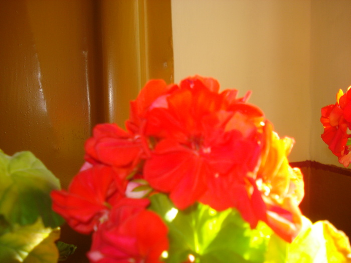 DSC04006 - FlowersssMuscate Rosii superbe