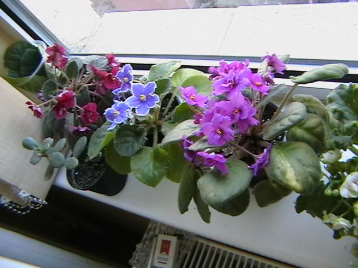 18.11 - violete 2009