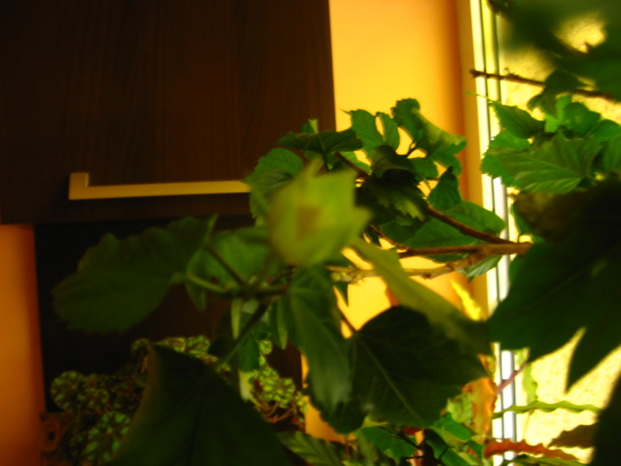 20.11.2009 - hibiscus