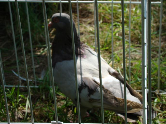 DSC00689 - 18-05-2008