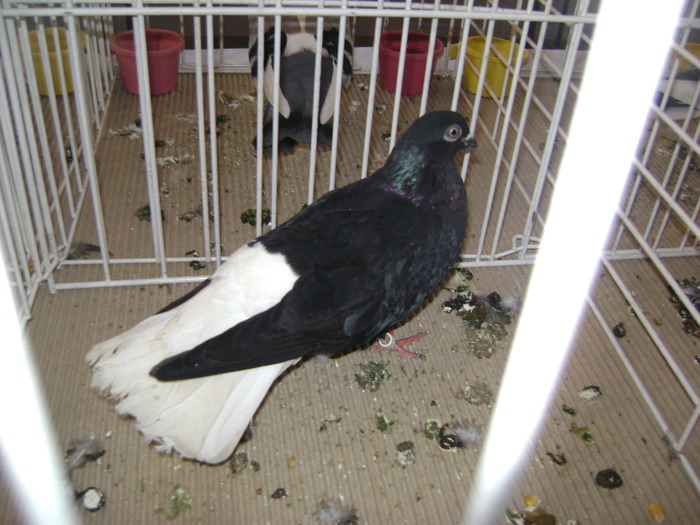 DSC07806 - Expozitie BIstrita 20 12 2009