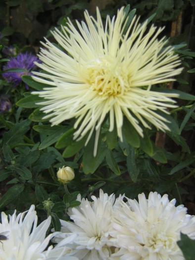 picture 132 - crizanteme  2008