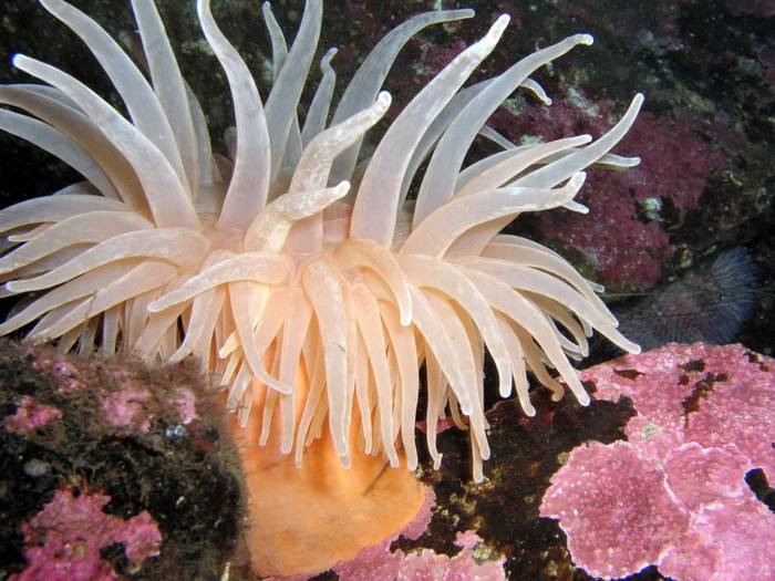 Sea%20Anemone%20Diadumene%20Dia%2030cm%201[1] - animale acvatice