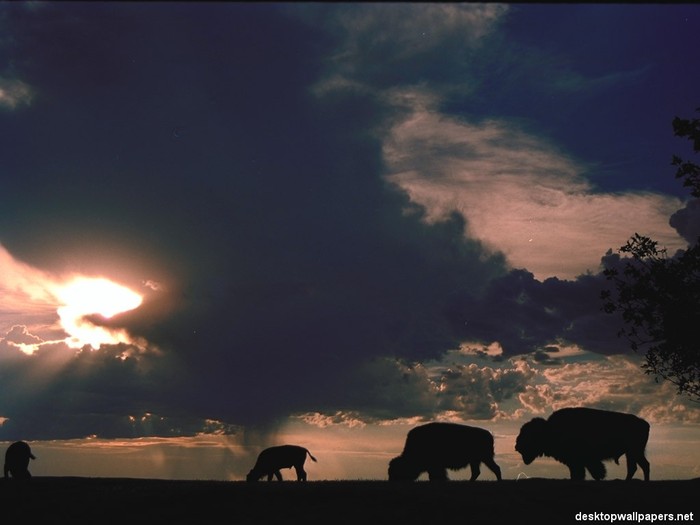 buffalos01_1024x768 - Animale