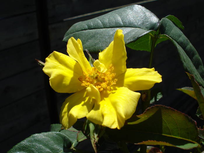 Rose Friesia (2009, June 15) - Rose Friesia