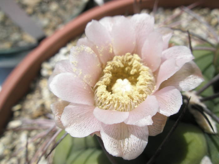 Gymnocalycium pflanzii - floare - Gymnocalycium