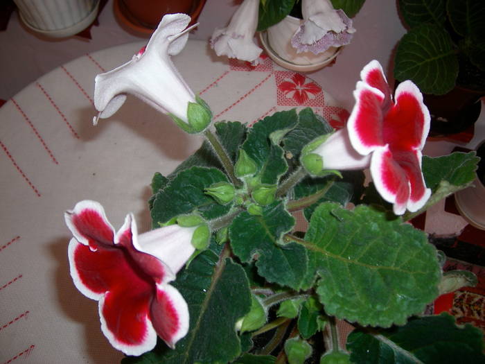Gloxinia rosu paspolat - Flori - 2009