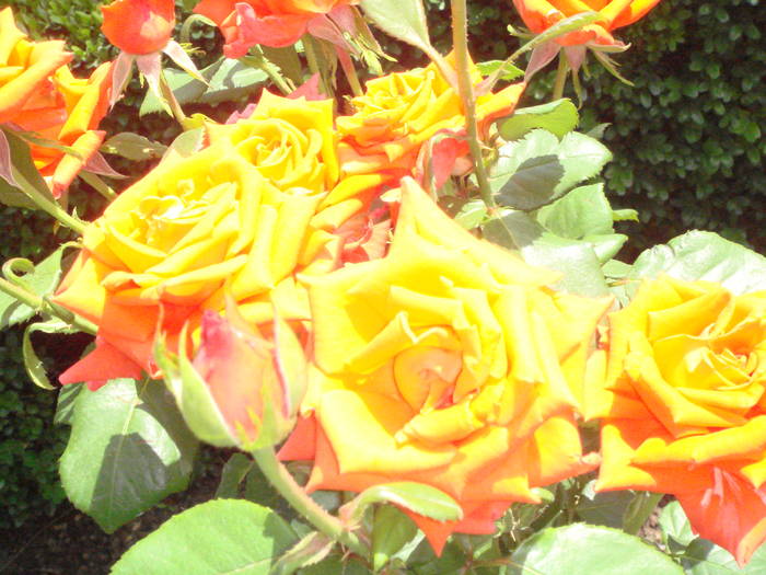 DSC01469 - trandafiri Romaniei