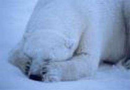 sgddf - ursi polari