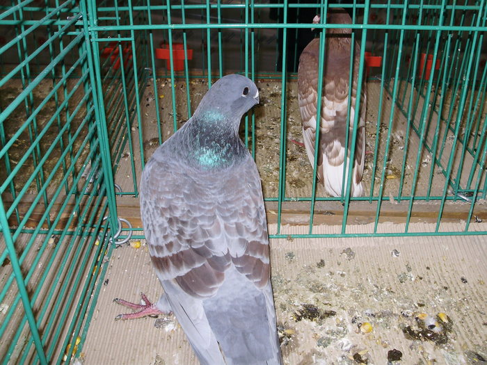 6215 sr 0 - 1507 partea 1b