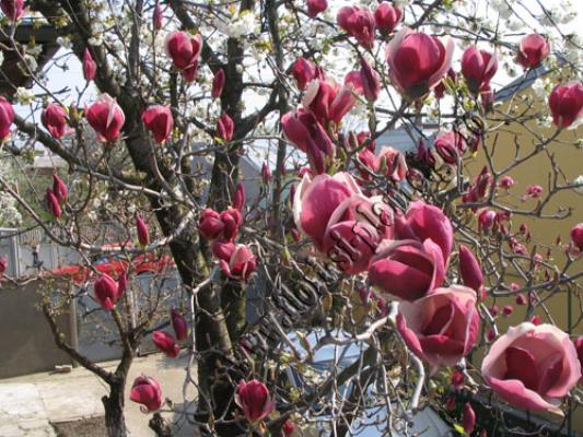 magnolia1 - Flori gradina