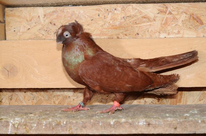 DSC_9901 - jucatori dublumotati calarasi 2008