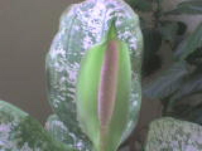 DIEFFENBACHIA; dieffenbachia
