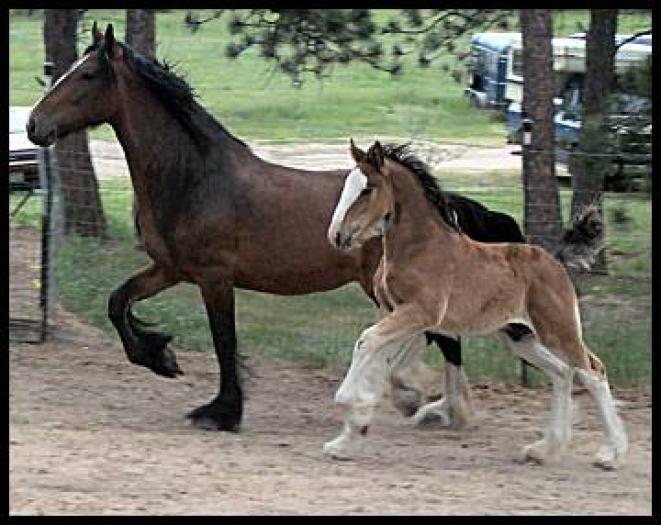 heidbenrun - animale