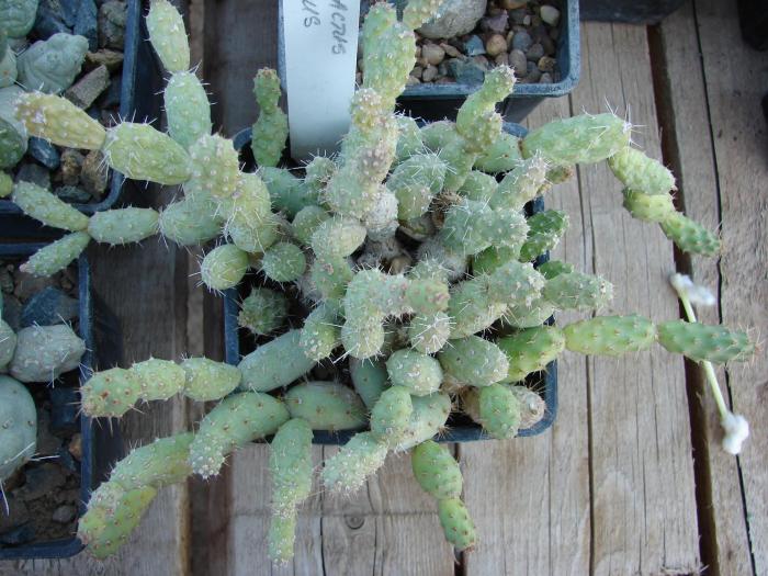 Tephrocactus coloreus - Cactusi la Constanta