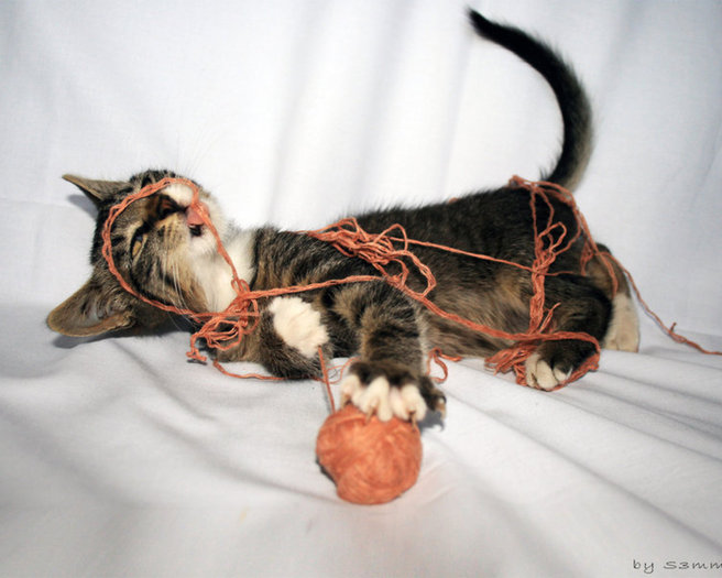 Pisica cu ghem - Poze 2