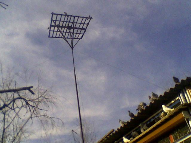 Fotografii-0040 - Porumbeii mei calatori