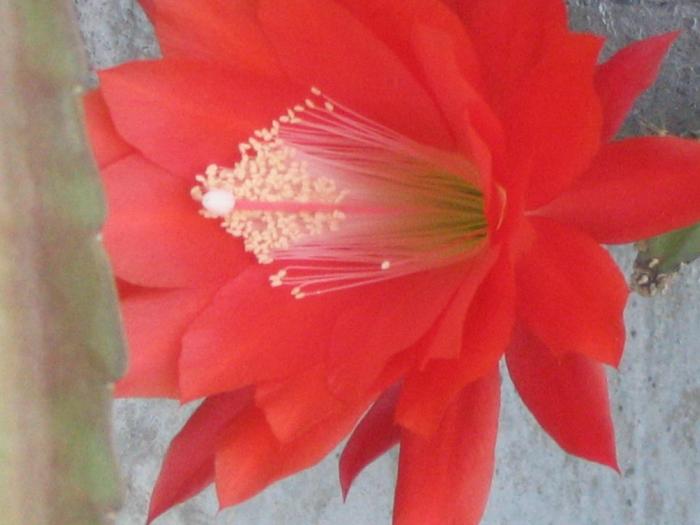 Epiphyllum ackermannii - Iunie 2008 - Cactusi