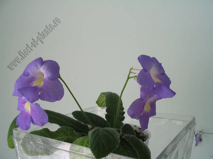 Streptocarpus lila 5 - Streptocarpus