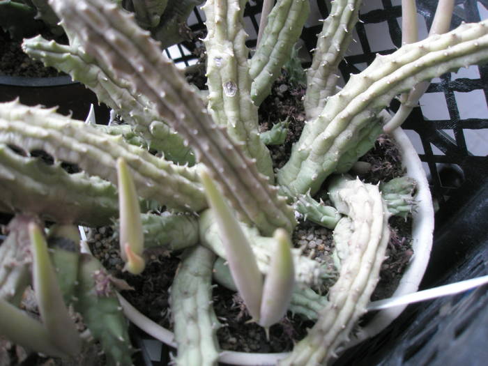 fructe de Huernia rubra - cactusi la iernat 2008-2009