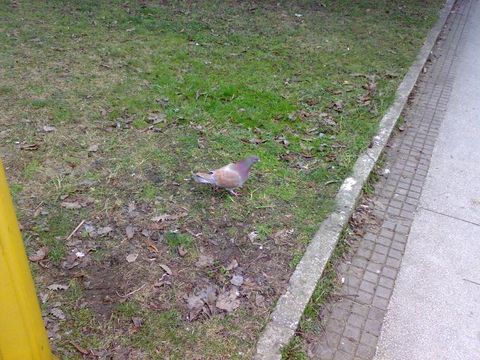 170220091812 - 18a Constanta 1