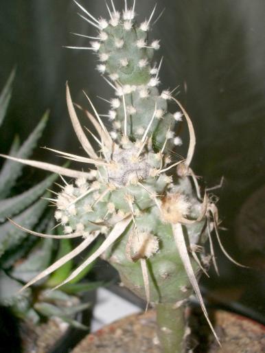 Tephrocactus articulatus v. papiracantus - pe Peireskiopsis - Plante altoite