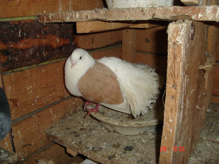 137 - D Porumbei Voltati Vechi