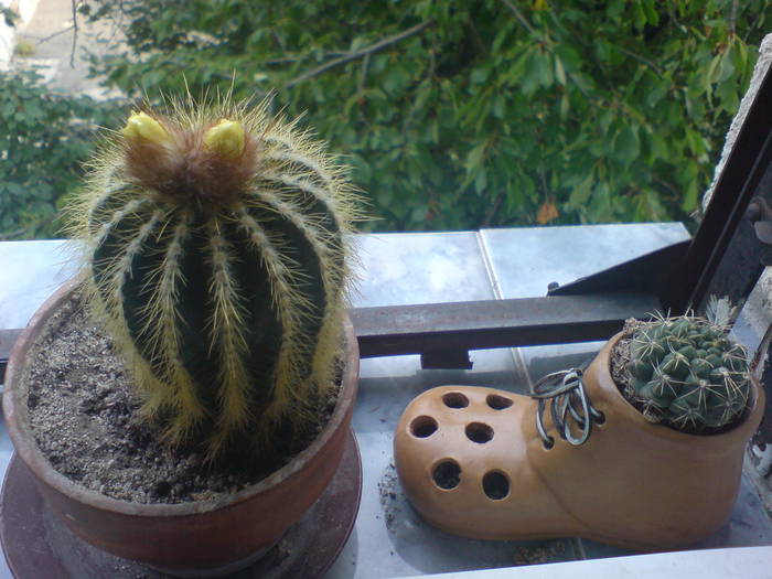  - Cactusi