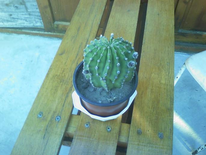 20080801_192801; cactus dupa inflorire
