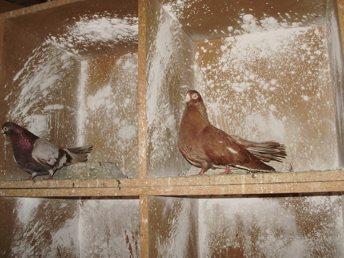 P9061379 - 1709 Marian Anghel