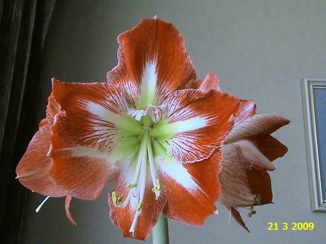 Amaryllis Minerva 21 mart 2009 (2) - hippeastrum - amaryllis